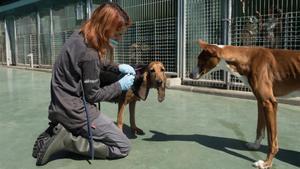 Una trabajadora cuida a los animales del Refugi de Cal Pilé, centro de acogida de Mataró.