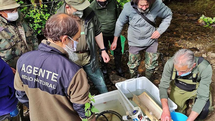 Buenos datos de repoblación con reproductores en Tineo | D. ÁLVAREZ