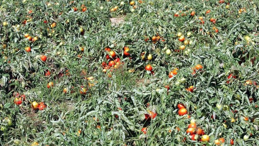 La Unión de Extremadura denuncia que la industria del tomate retrasa el pago de 151 millones