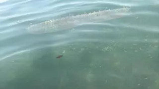 ¿Una medusa gigante este domingo en una playa de Canarias?