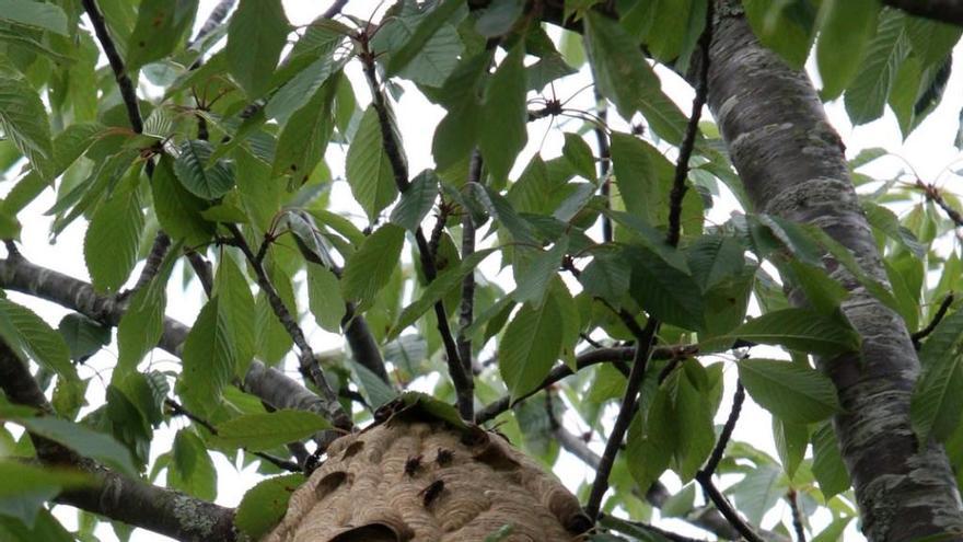 Nido de avispa velutina.