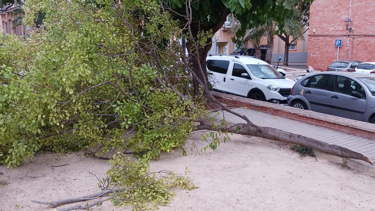 Imatge de la branca caiguda al carrer Metge Lluís Alcanyís de Xàtiva.