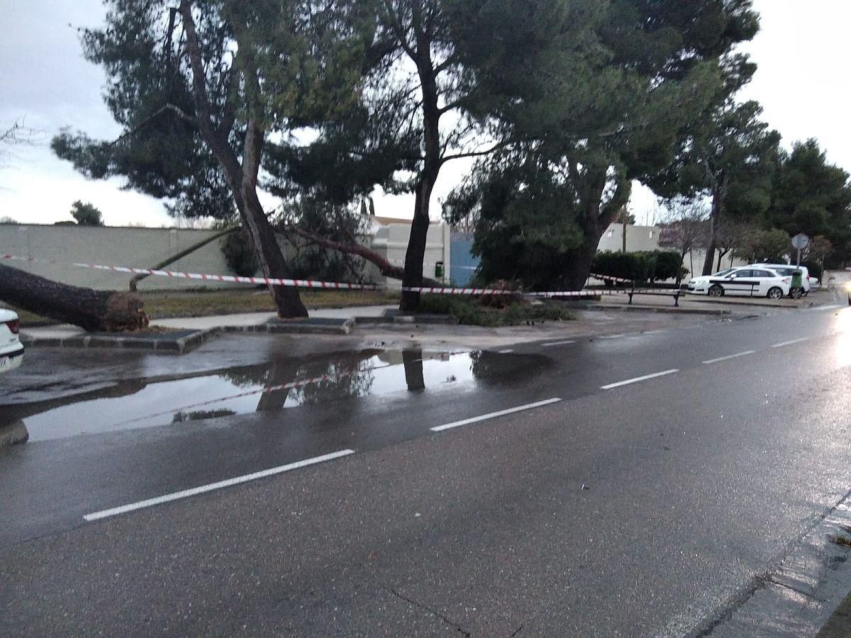 Daños causados por las fuertes rachas de viento registradas en Zaragoza por la borrasca 'Hortensia'