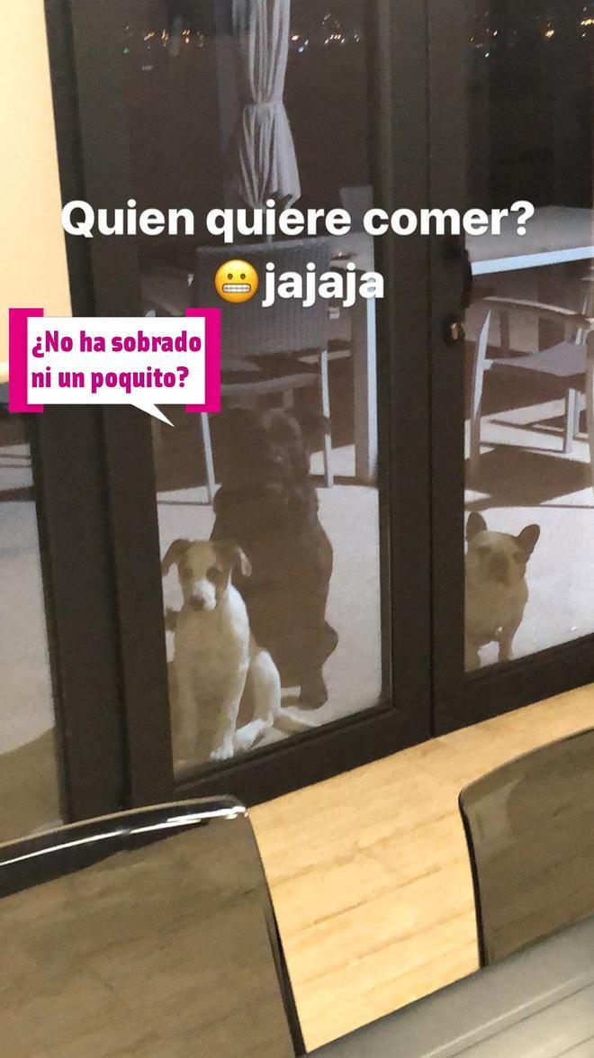 Perros de Isco Alarcón con hambre