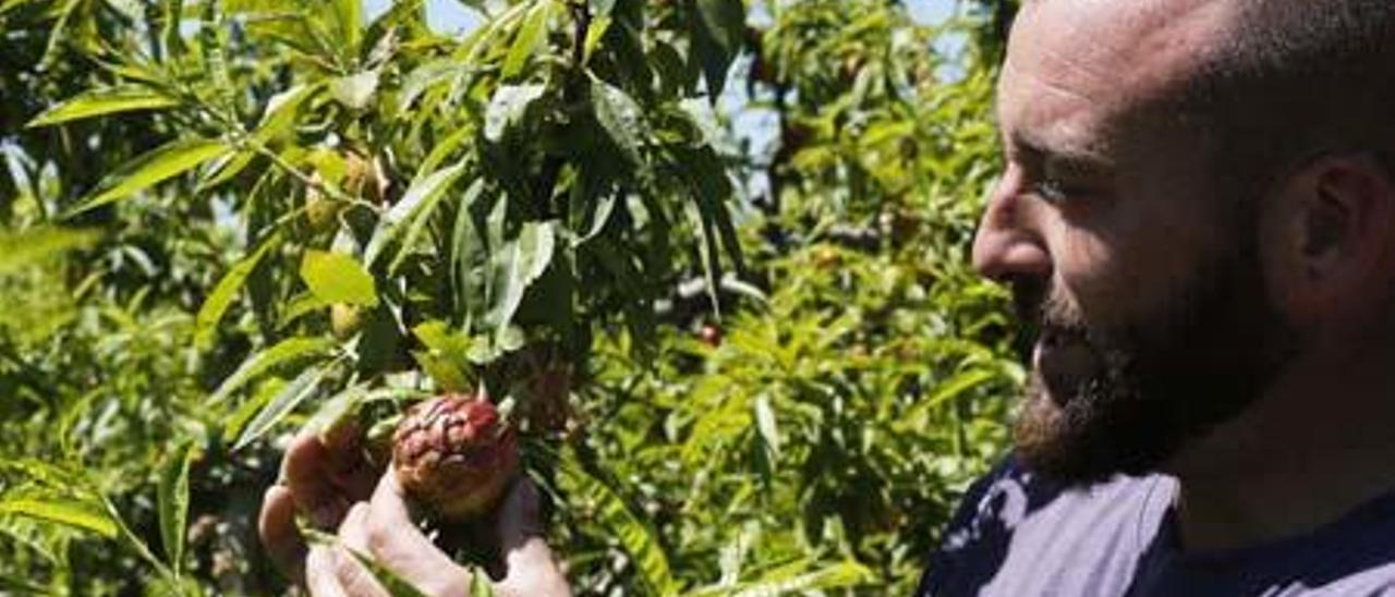 Un agricultor muestra las manchas provocadas en la cosecha por el efecto del frío.