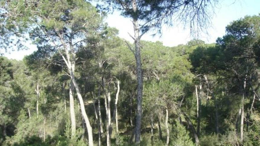 Escolares de Torrent reforestarán  con árboles autóctonos La Marxadella
