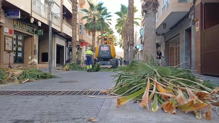 Torrevieja poda más de cinco mil palmeras municipales desde finales de septiembre, octubre y noviembre en la poda anual de 2025