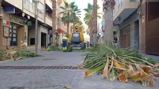 Torrevieja revisará 5.500 palmeras municipales en busca de picudo tras el accidente mortal