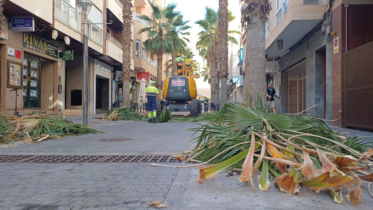 Torrevieja poda más de cinco mil palmeras municipales desde finales de septiembre, octubre y noviembre en la poda anual de 2025