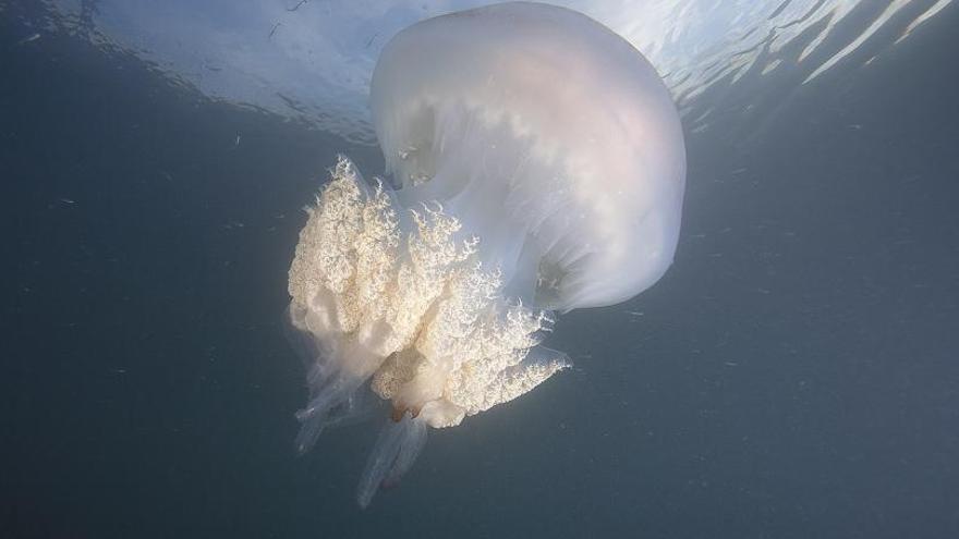 Medusa &quot;Rhizostoma luteum&quot;, presente ocasionalmente en aguas gallegas.