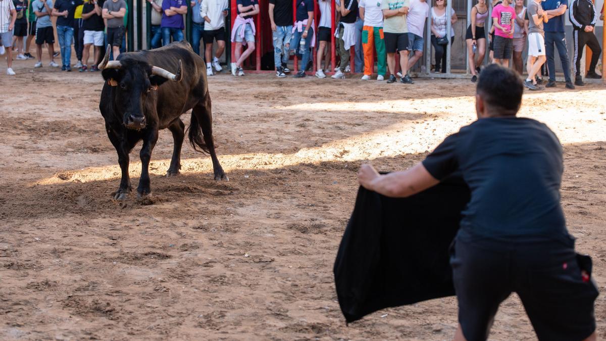 Almassora vibra estos días de los ‘bous al carrer’