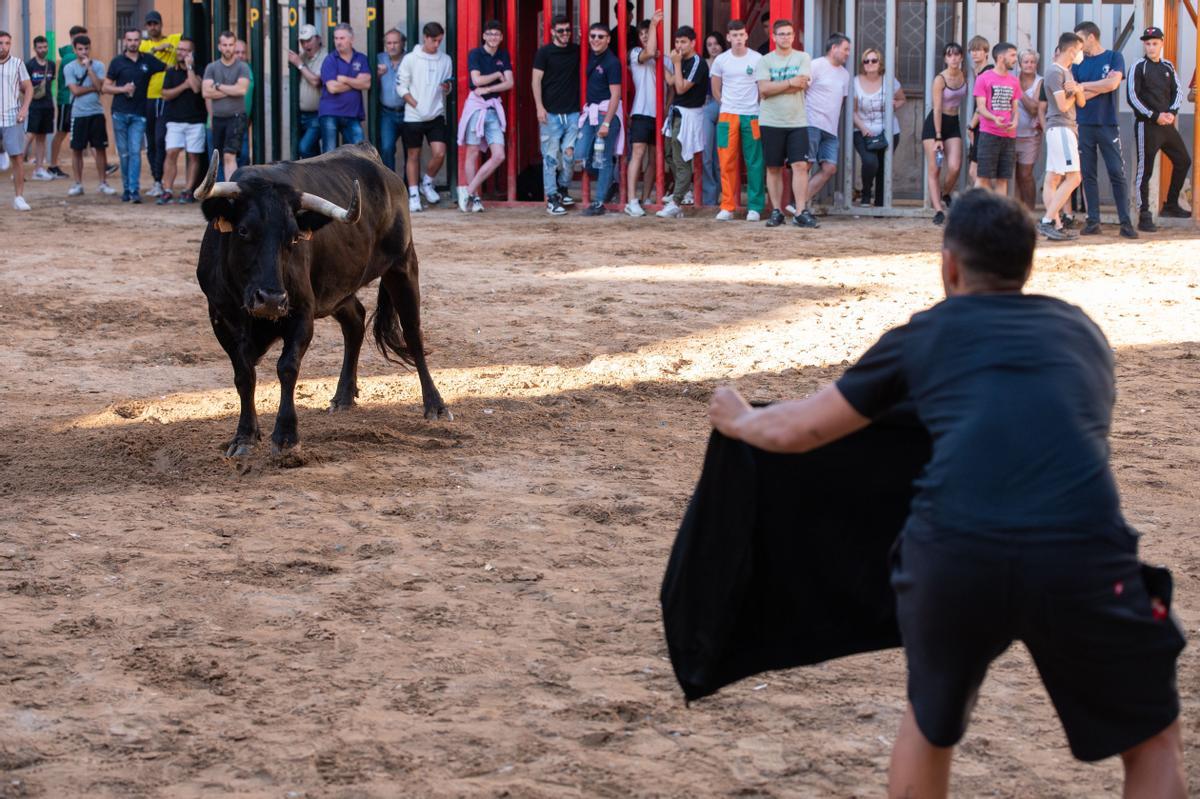 Almassora vibra estos días de los ‘bous al carrer’