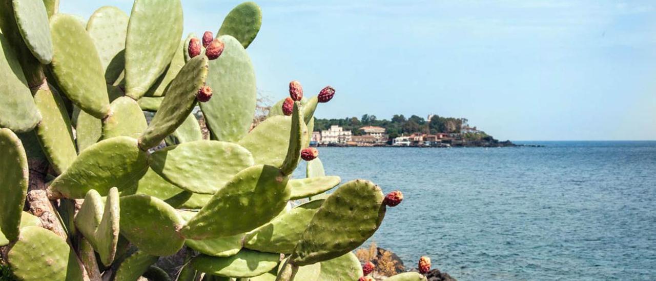 Los grandes imperios dejaron huella en el mapa mundial de las plantas exóticas.