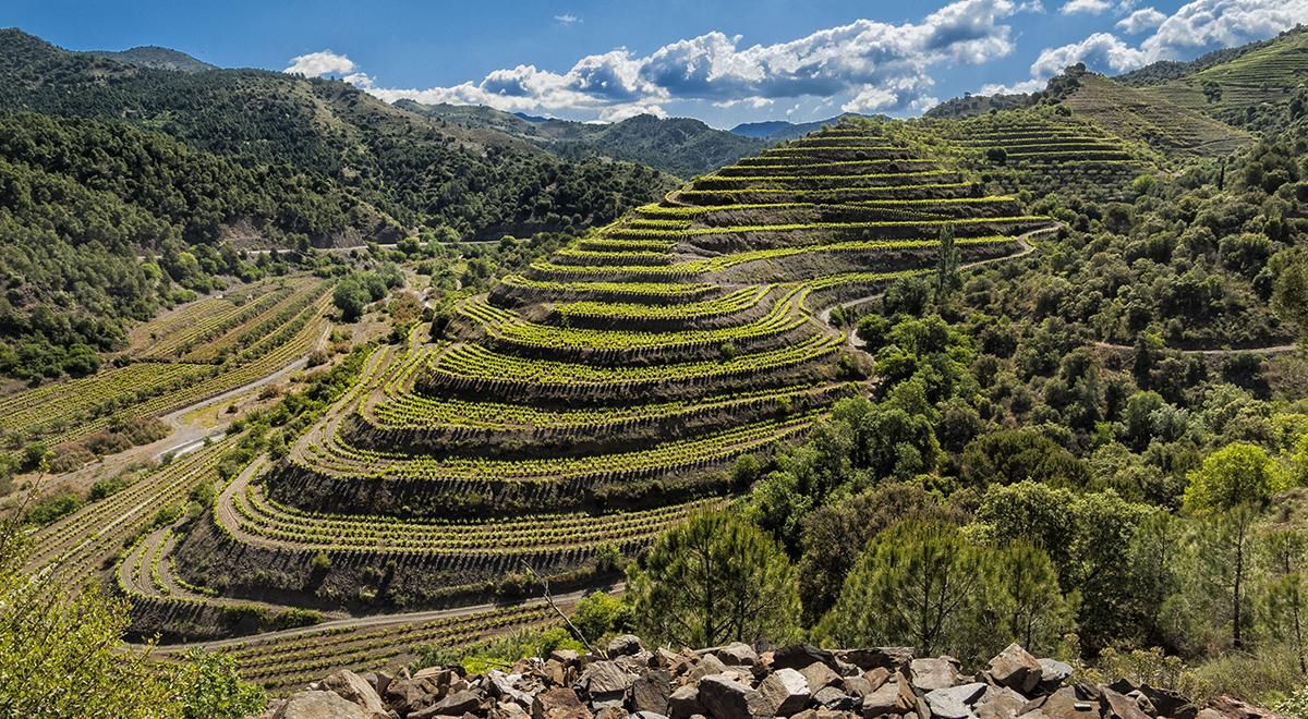 En el Priorat, los suelos pizarrosos y calizos aportan a los vinos una mineralidad característica