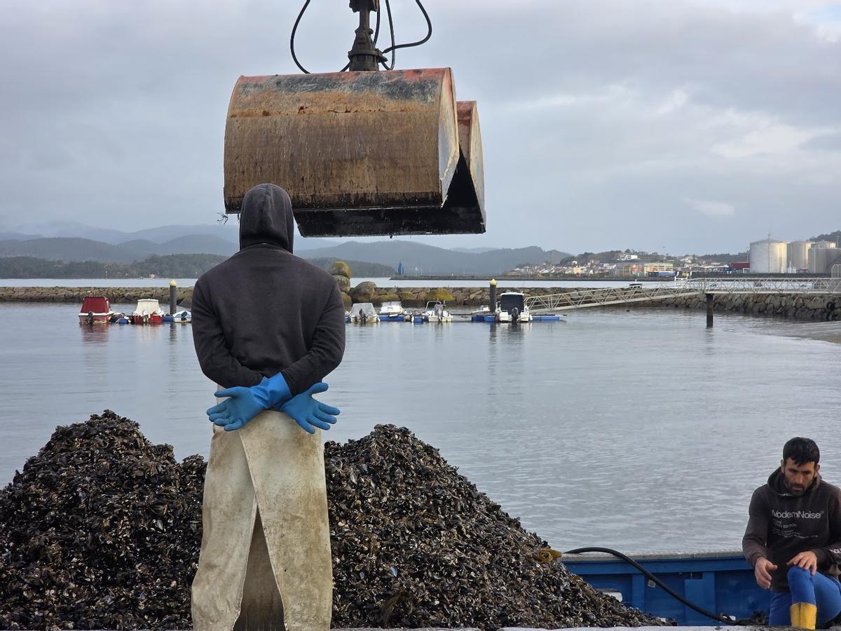 Descarga de una barcada de mejillón (para industria) en el muelle de Vilaxoán (Vilagarcía).