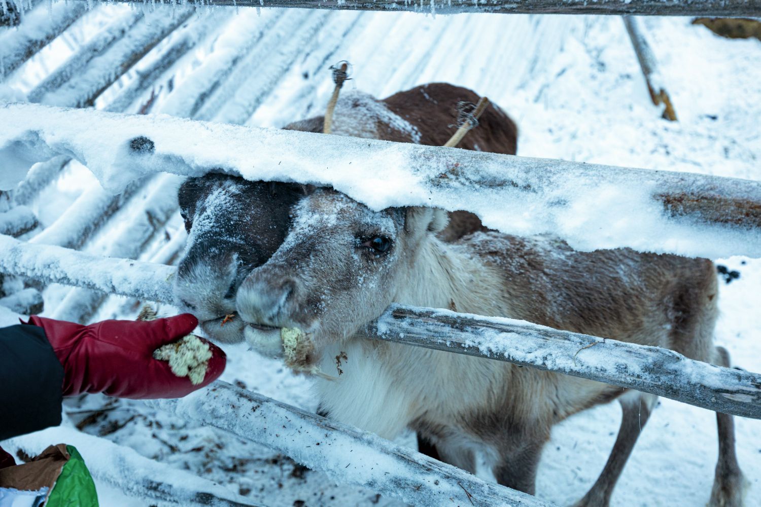 Renos en Samiland.