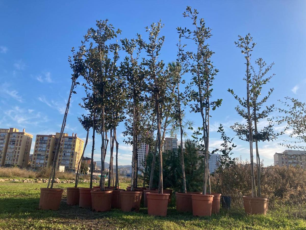 Bosque Urbano planta otros 30 árboles en los antiguos terrenos de Repsol