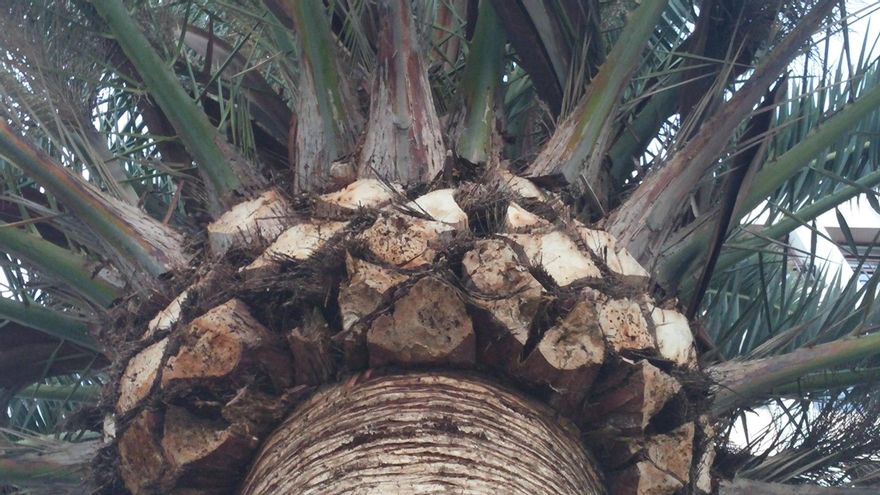 La plaga de picudín de la palmera en La Gomera se reduce a tres focos bajo control