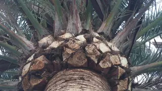 La plaga de picudín de la palmera en La Gomera se reduce a tres focos bajo control