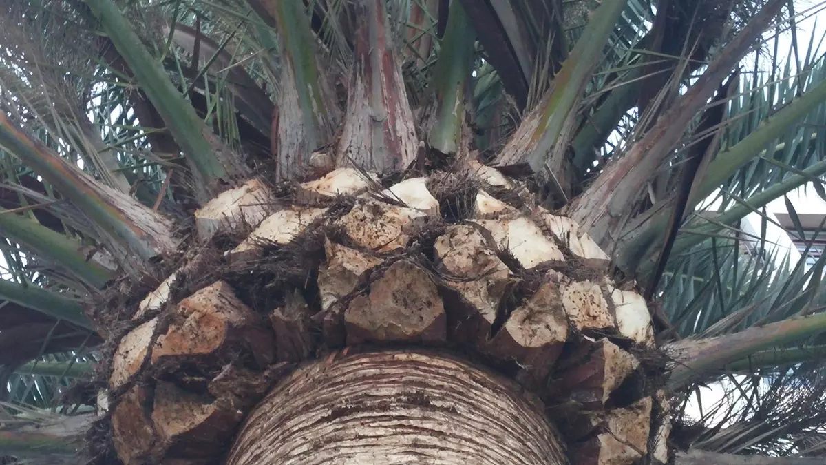 La plaga de picudín de la palmera en La Gomera se reduce a tres focos bajo control