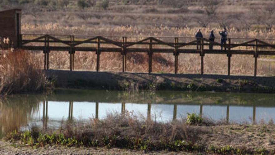 La Confederación y la Conselleria de Medio Ambiente han habilitado una pasarela y un observatorio científico para las aves en la Albufera de Gaianes.