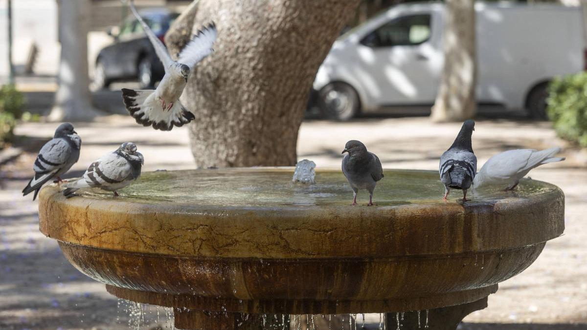 La población de palomas aumenta sin cesar