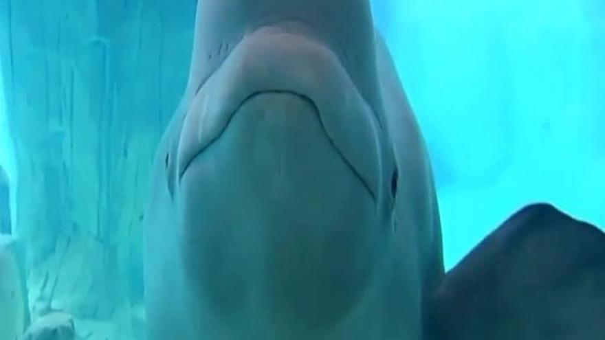 Una beluga cantante en Valencia