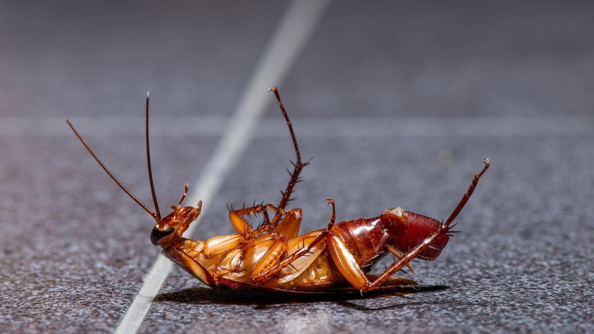 Los insecticidas ya no sirven: la alternativa oculta para frenar la plaga de cucarachas por el calor