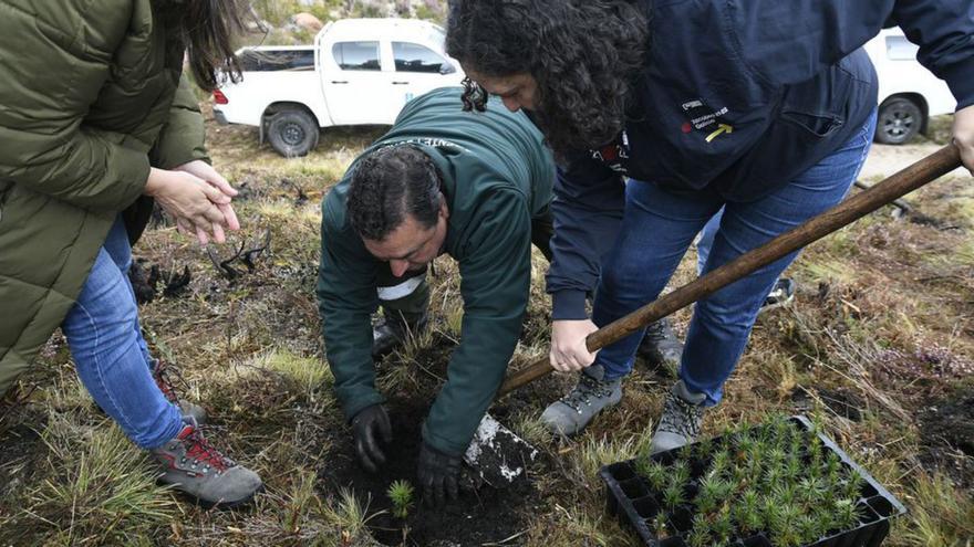 Mil pinos para la Serra do Xurés