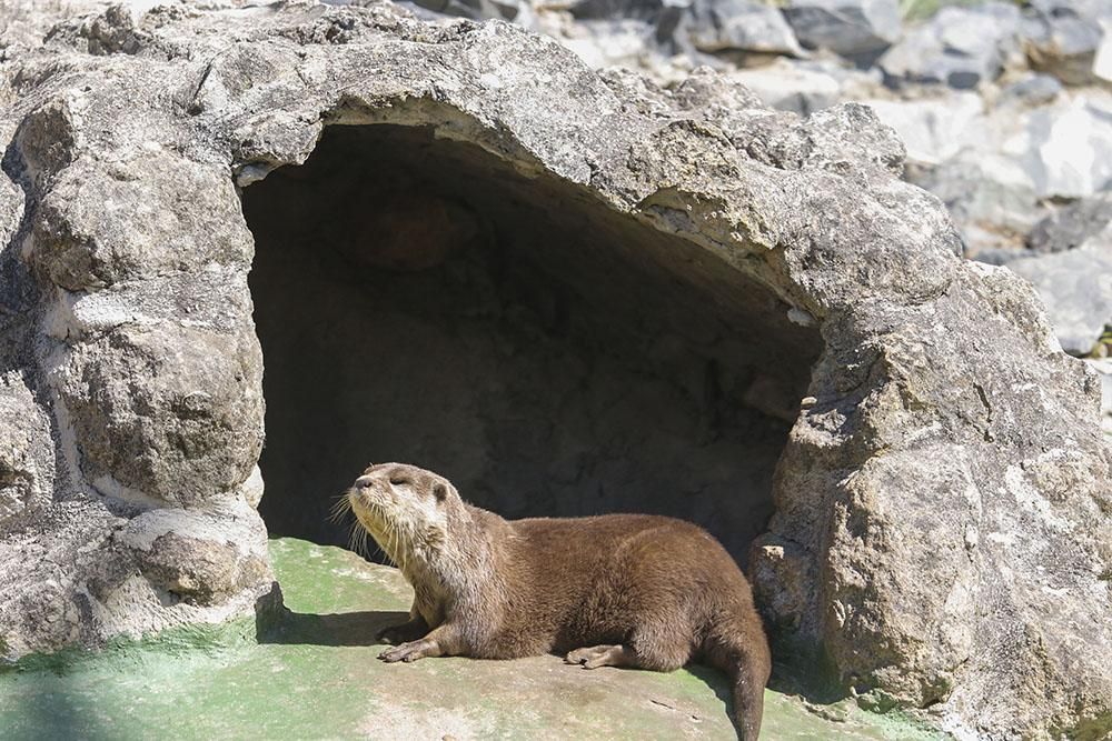 Un pequeño gibón nuevo inquilino del Zoo