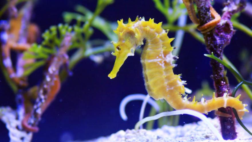 El caballito de mar duplicó y eliminó genes para mutar.