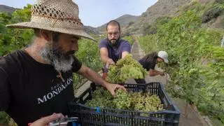 Los aranceles de Donald Trump 'derrumban' las ventas de vino de Canarias a Estados Unidos