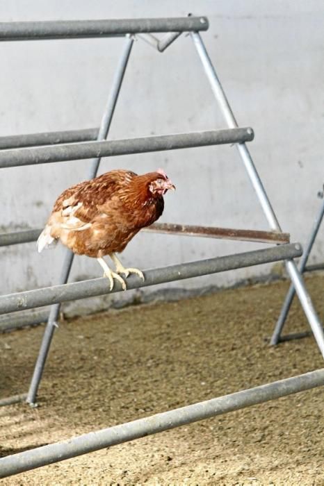 Sie sind für das Eierlegen gezüchtet, wissen, was sie zu tun haben, genießen den Auslauf - und schauen doch stets ängstlich gen Himmel. Zu Besuch bei 1.200 Hühnern in der Nähe von Marratxí.