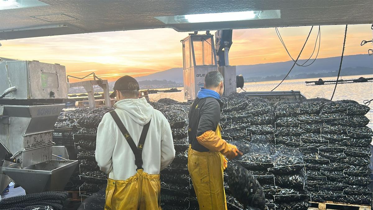 Mejillón para Italia en la ría de Arousa.