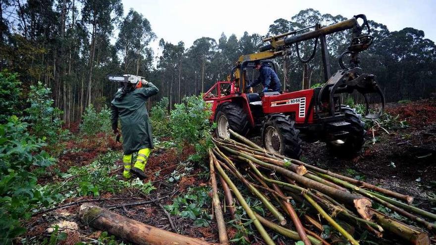 Comuneros realizan acopio de madera en Vilagarcía. // Iñaki Abella