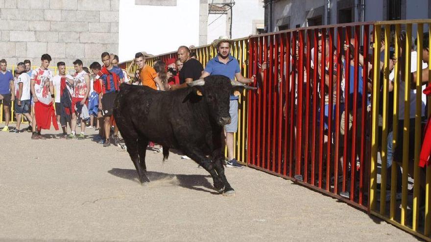 Un instante del encierro de Bermillo