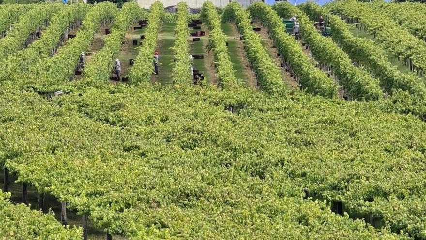 Vendimiadores recogiendo uva para los espumosos de Martín Códax en la finca alquilada de Agro do Souto, ya adquirida por la bodega Granbazán.