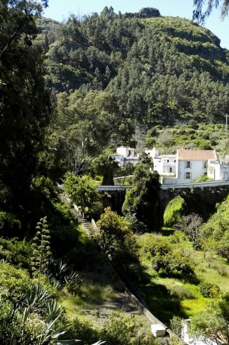 VERDOR EN EL CAMPO GRANCANARIO