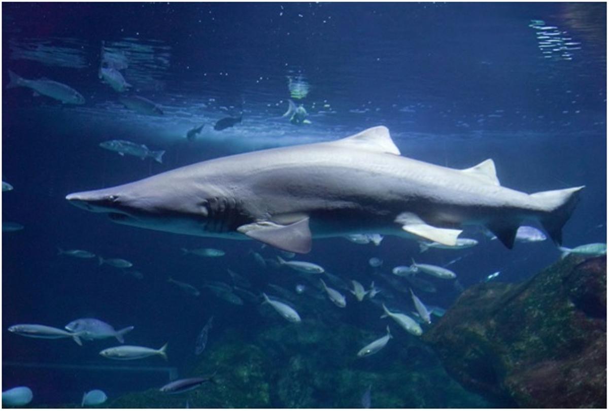 El Acuario de Gijón acoge la exposición 'Tiburones', única en Europa.