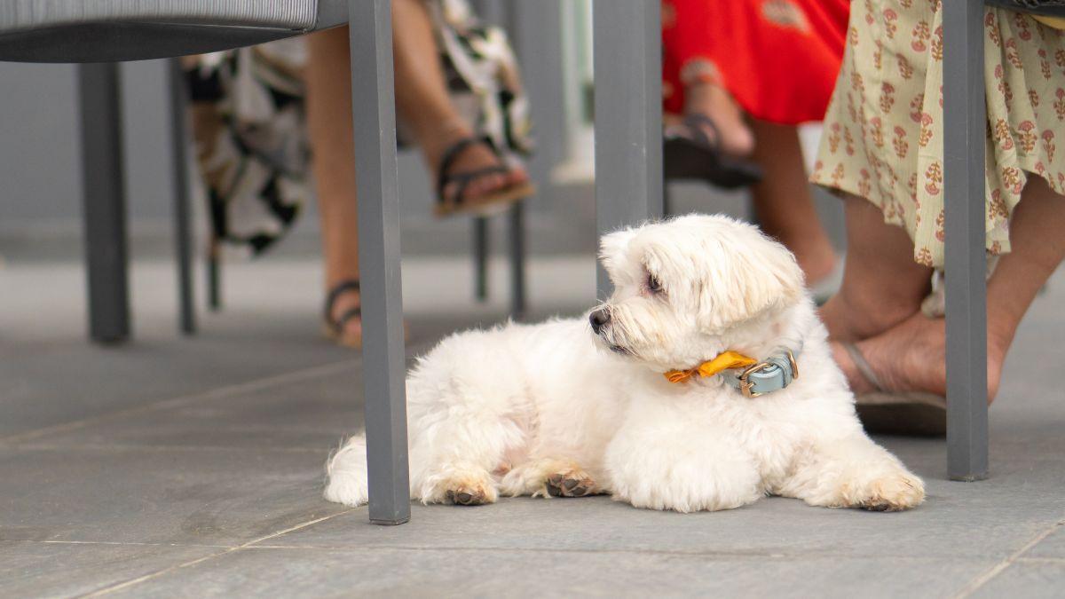 Ya es oficial: la Ley de Bienestar Animal prohíbe a bares y restaurantes rechazar mascotas sin un cartel visible desde la calle