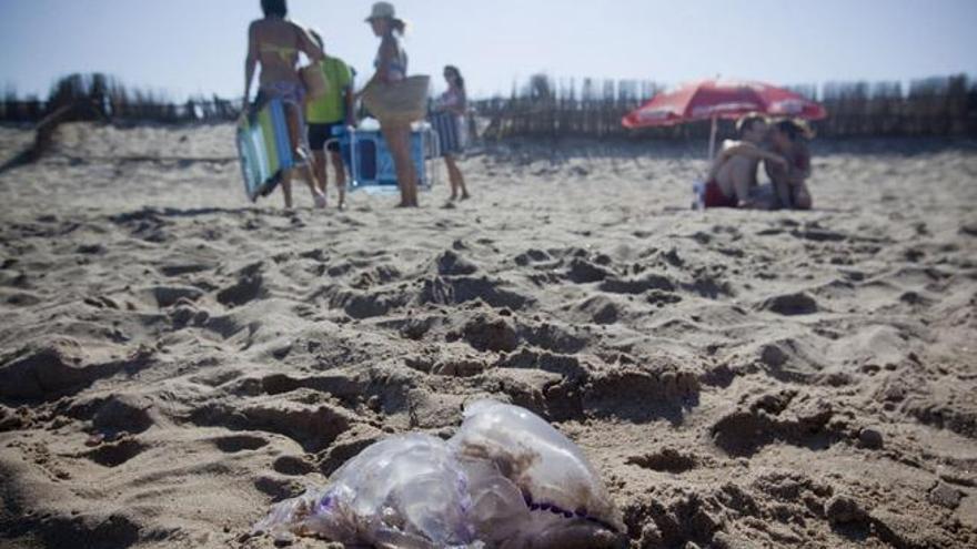 Una medusa muerta en la orilla de la playa.