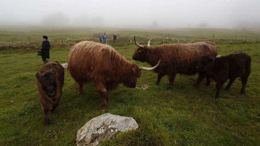 Las vacas &quot;Highland&quot; y &quot;Anamari&quot; y los terneros &quot;Oswaldo&quot; y &quot;Burrina&quot;, bajo la niebla de La Peral .