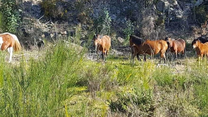 Fueron siete caballos y dos potros los que cruzaban a la seis de la mañana la carretera general. // G. Núñez