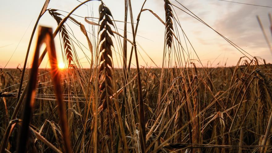 Rusia suspende el acuerdo de exportación de cereales ucranianos por el mar Negro