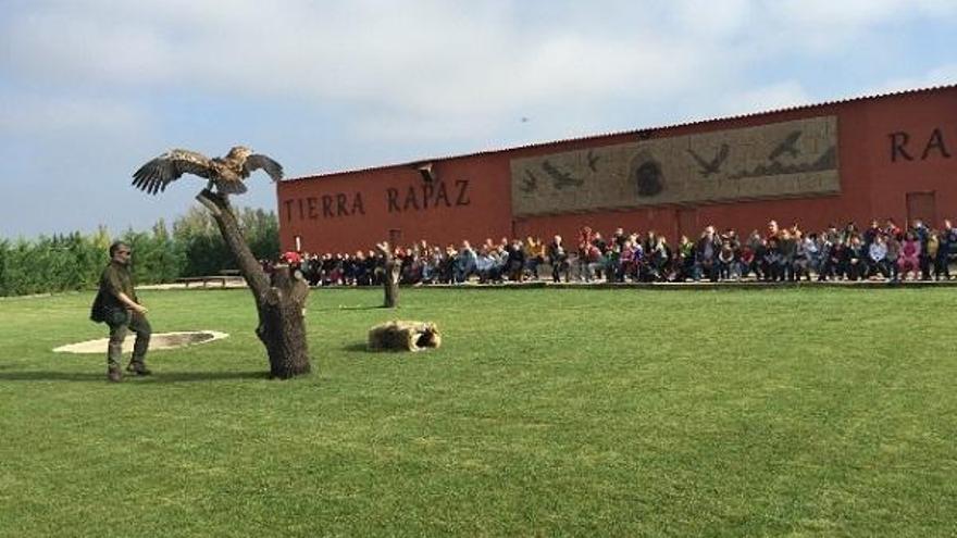 Tierra Rapaz, un parque temático de aves rapaces consolidado como gran atractivo turístico