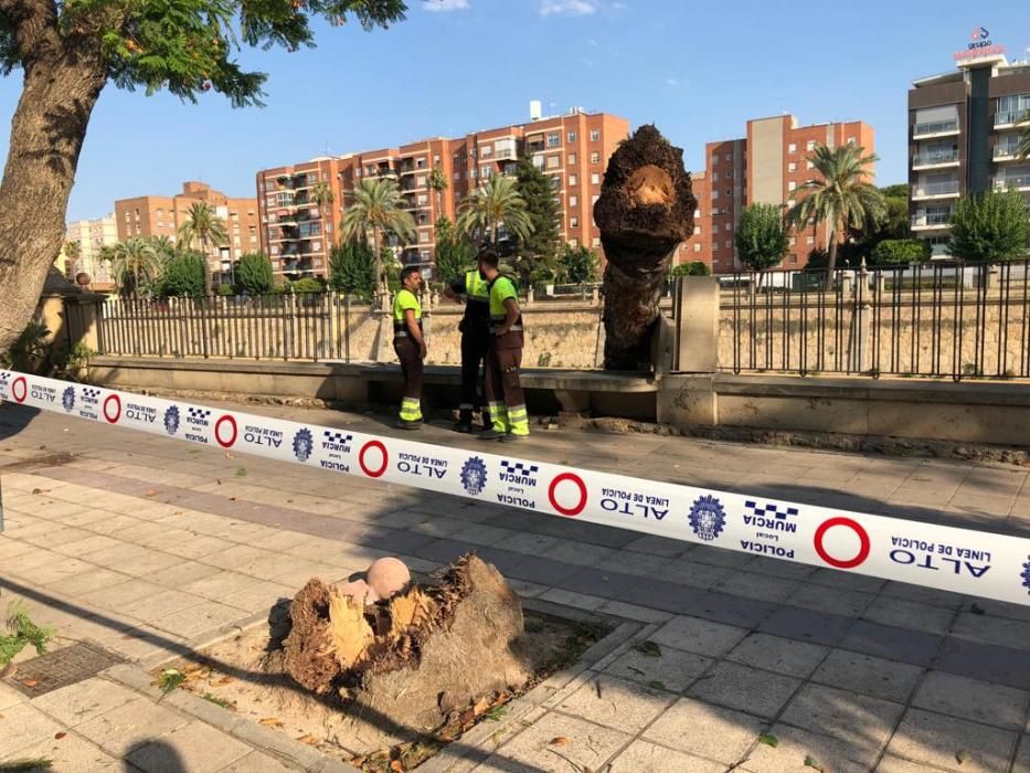 Una fuerte racha de viento hace caer una palmera