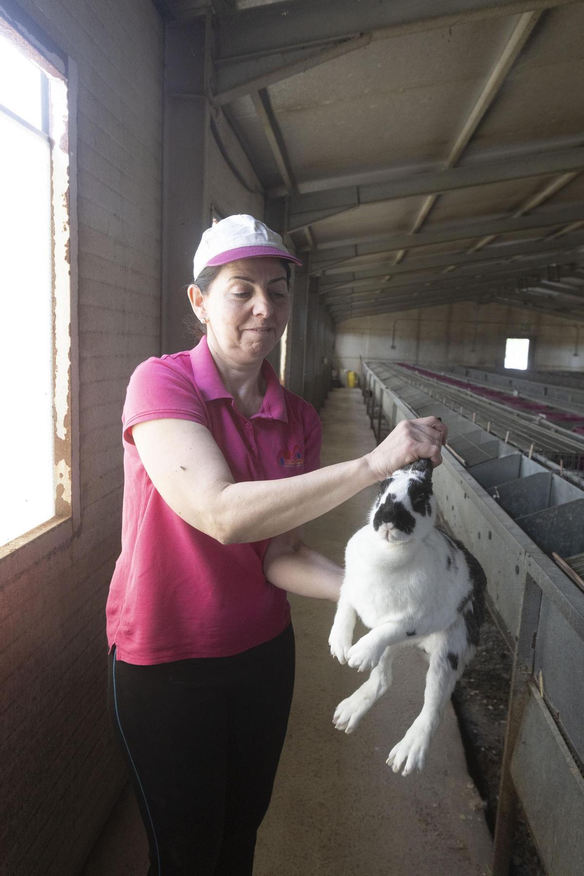 Amparo Cayuelas, propietaria de una granja en Orihuela, muestra una coneja criadora.