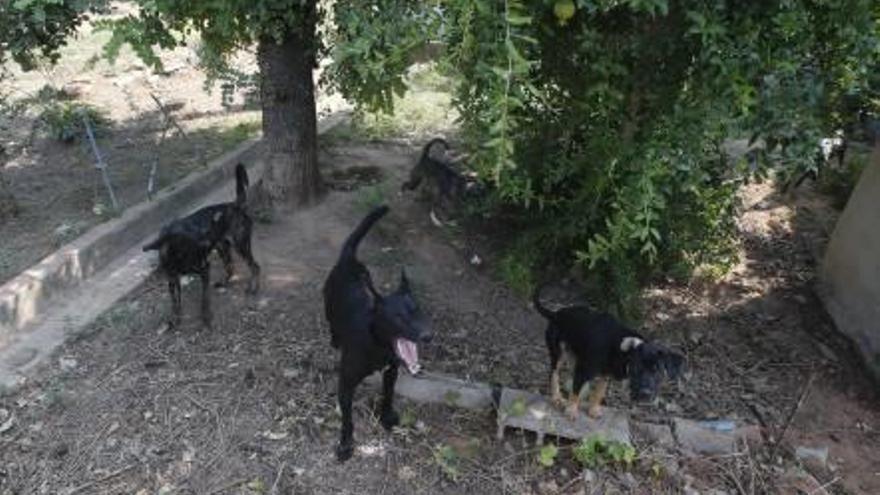 La casa de los 60 animales  busca familias de adopción para los últimos diez perros