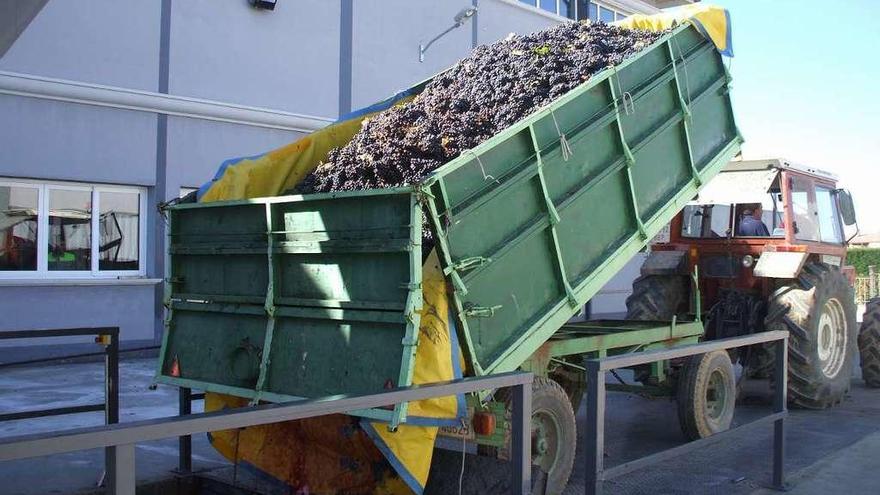 Un viticultor de la zona descarga una partida de uvas en una bodega de la Denominación de Origen.