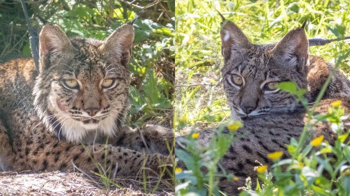 Waka, a la izquierda, y Winx, a la derecha, los linces que llegarán a Aragón.